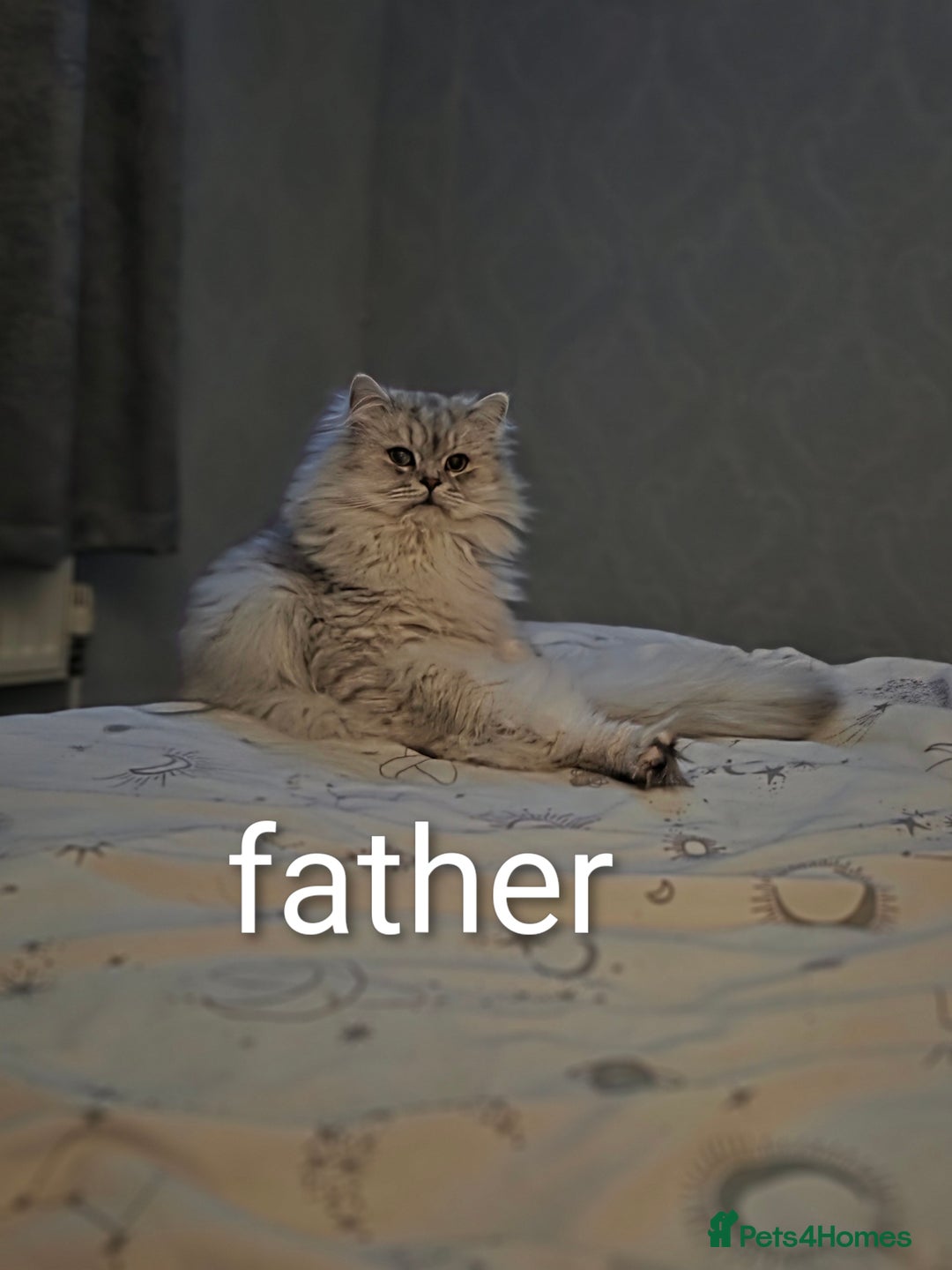 Persian cats for sale: Kittens - Image 4