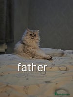 Persian cats - Advert 3