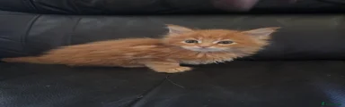Maine Coon 2