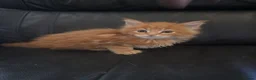 Maine Coon cats for sale: Beautiful TICA reg babies available  - Advert 5