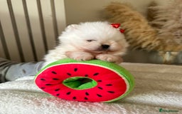 Pomeranian dogs for sale: Outstanding champion bloodline KC reg puppies  - Advert 5