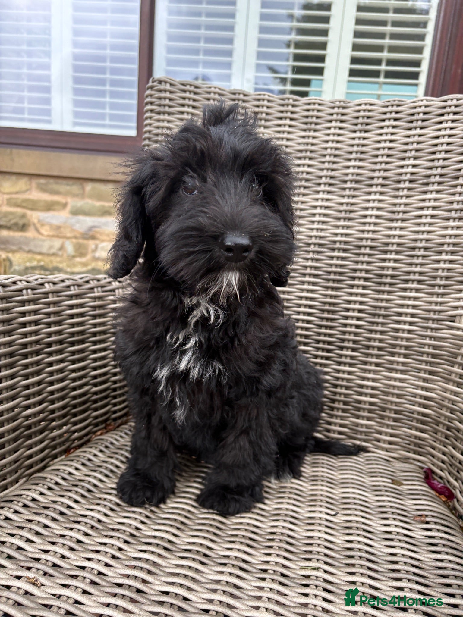 Labradoodle dogs Beautiful Labradoodle puppy! - Advert 3