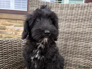 Labradoodle dogs Beautiful Labradoodle puppy! - Advert 3