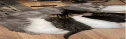 Siberian cats for sale: Siberian forest Kittens 9 weeks old in Bristol - Advert 5