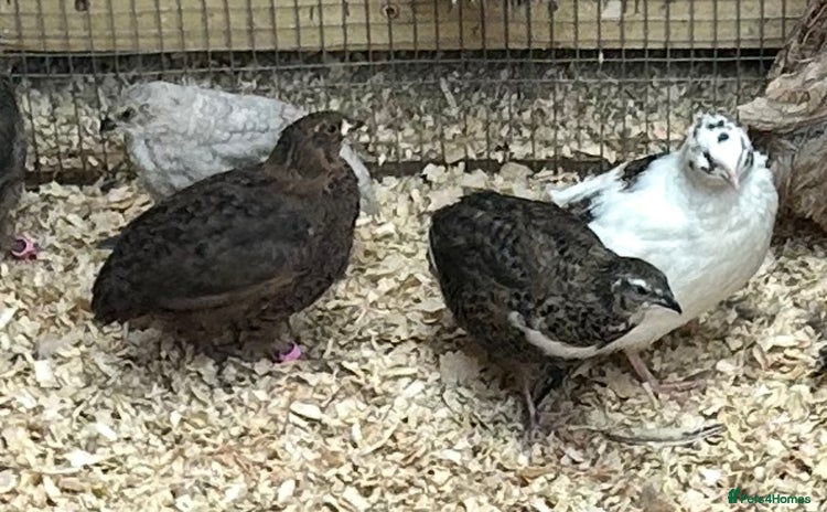 Quail poultry - Advert 3