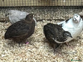 Quail poultry - Advert 4