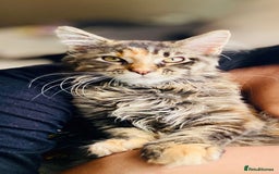 Maine Coon cats for sale: Maine coon - Image 1