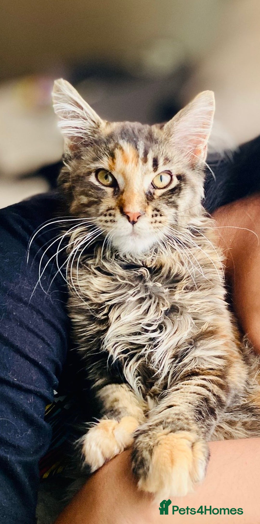 Maine Coon cats for sale: Maine coon - Image 1