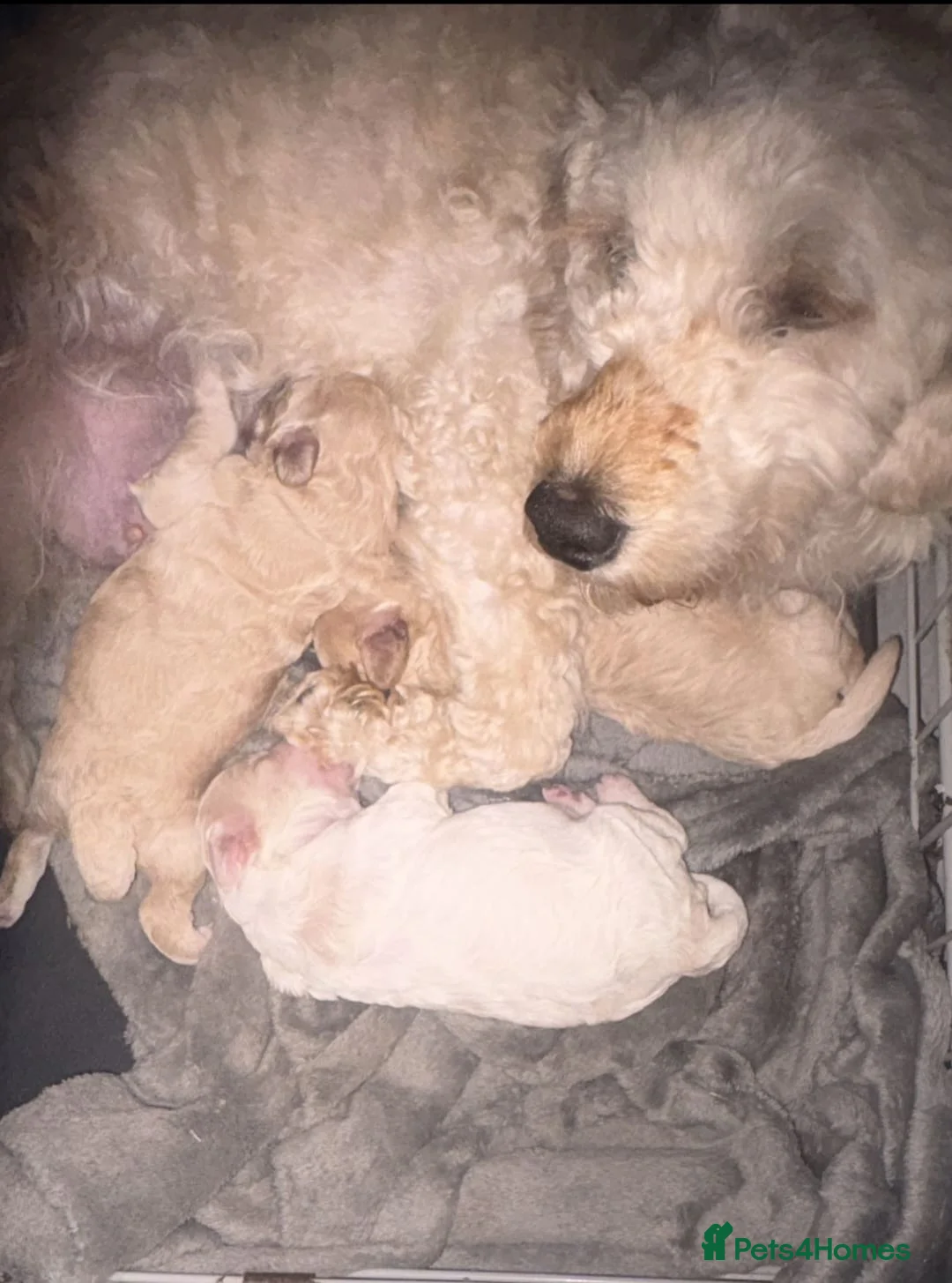 Cockapoo dogs for sale: Fb1 Cockapoo’s - Advert 9