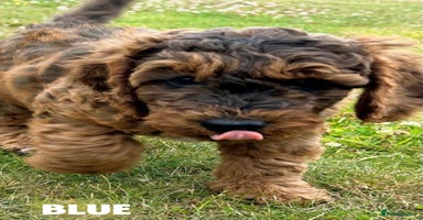 Cockapoo dogs - Advert 6