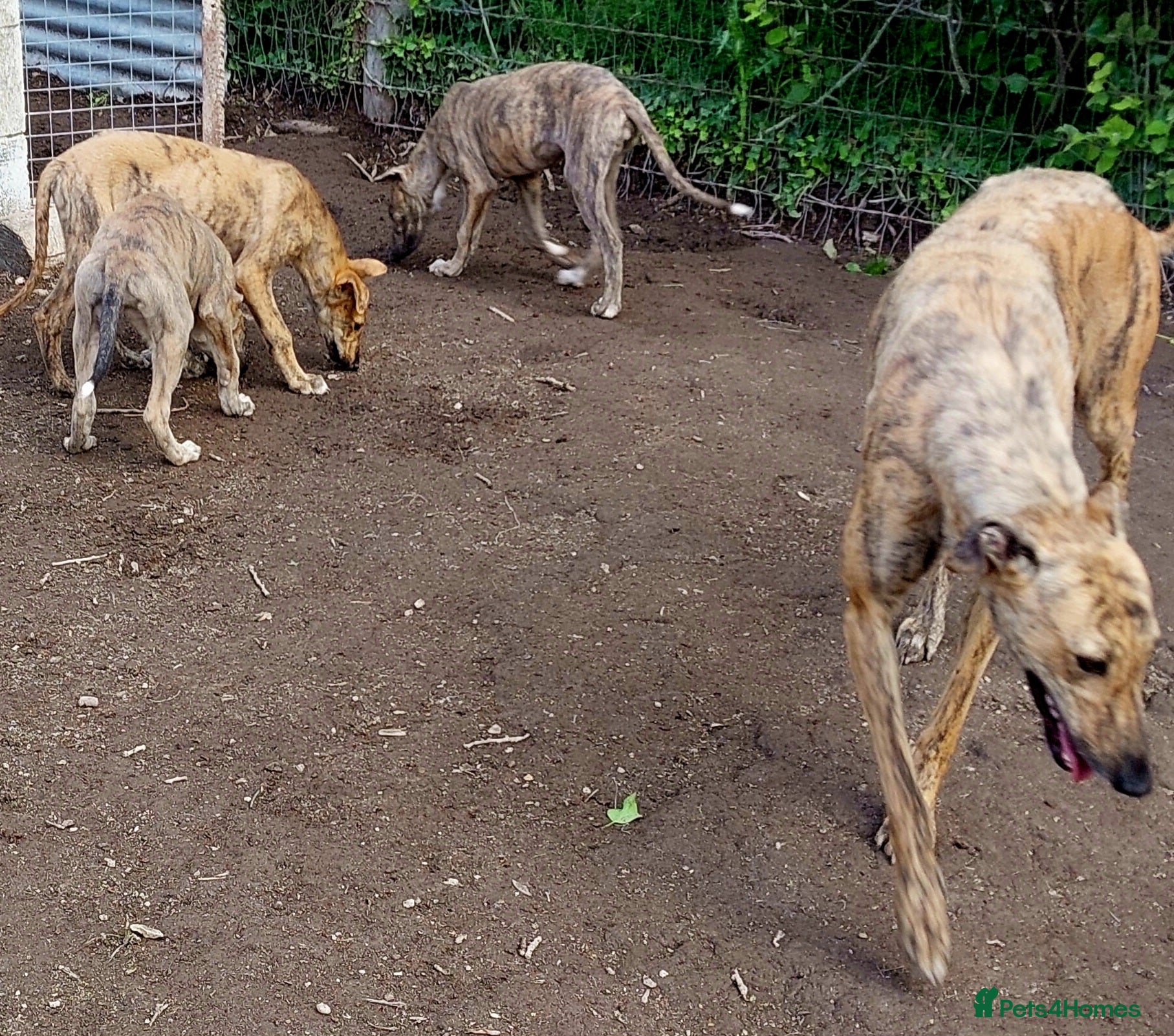 Greyhound dogs for sale: Greyhound pups in Brandon - Advert 5