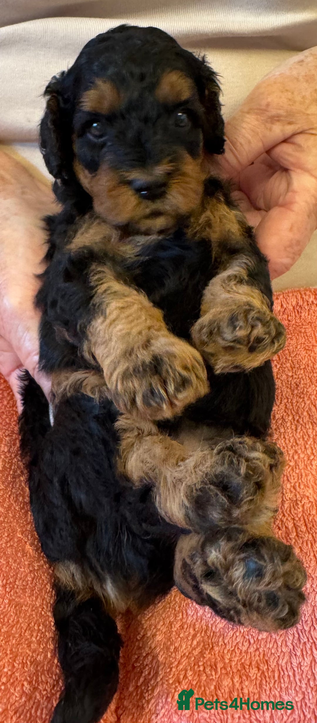 Cavapoo dogs for sale: Cavapoo Puppies  - Image 3