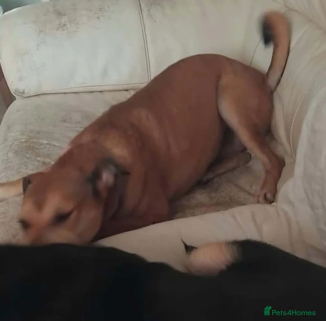 Mixed Breed dogs for adoption: Katie - Rollesby Norfolk  in Great Yarmouth - Advert 10