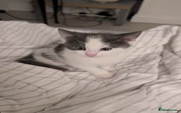 Mixed Breed cats for sale: Duo Kittens - Image 9