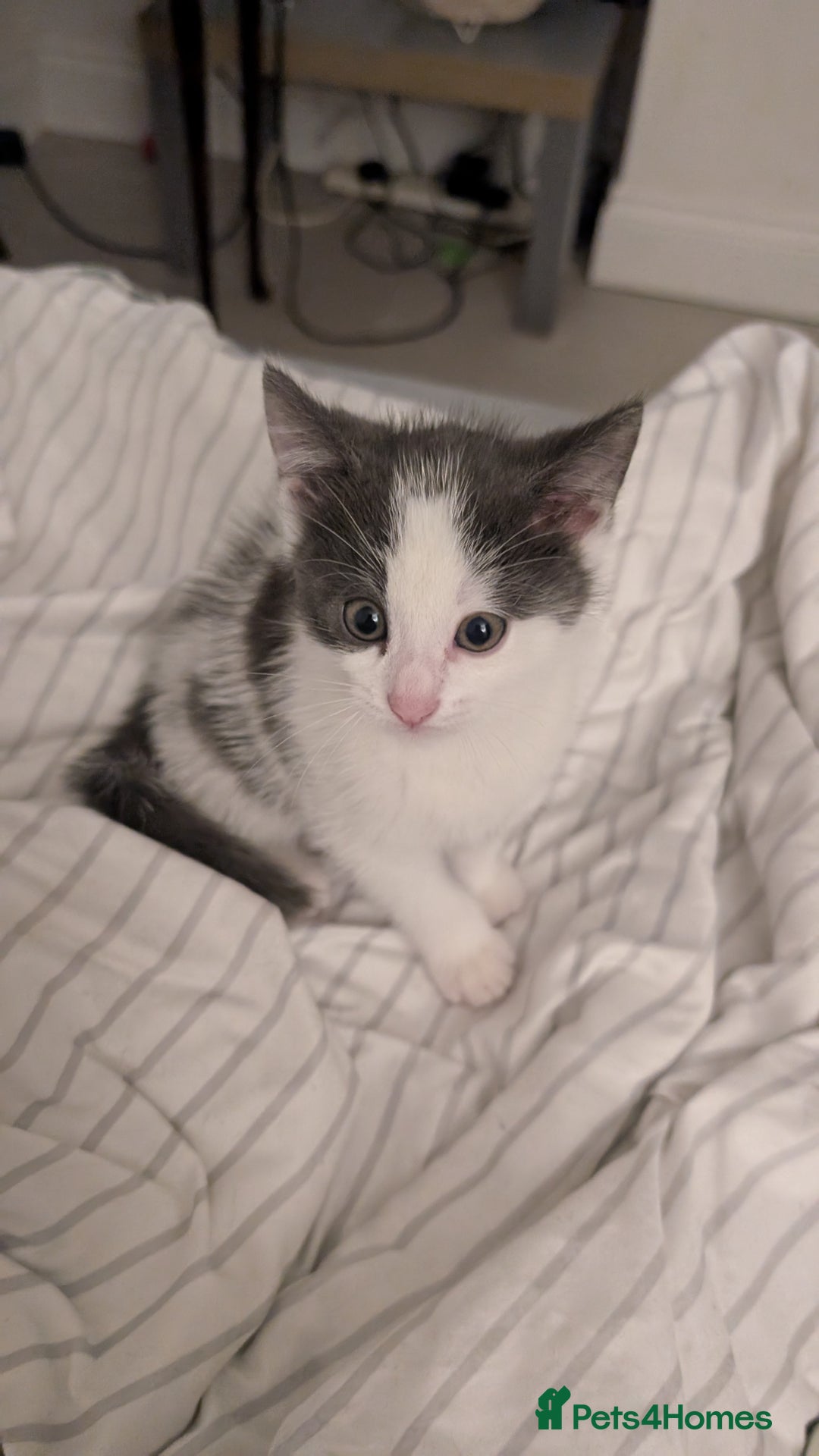 Mixed Breed cats for sale: Duo Kittens - Image 9
