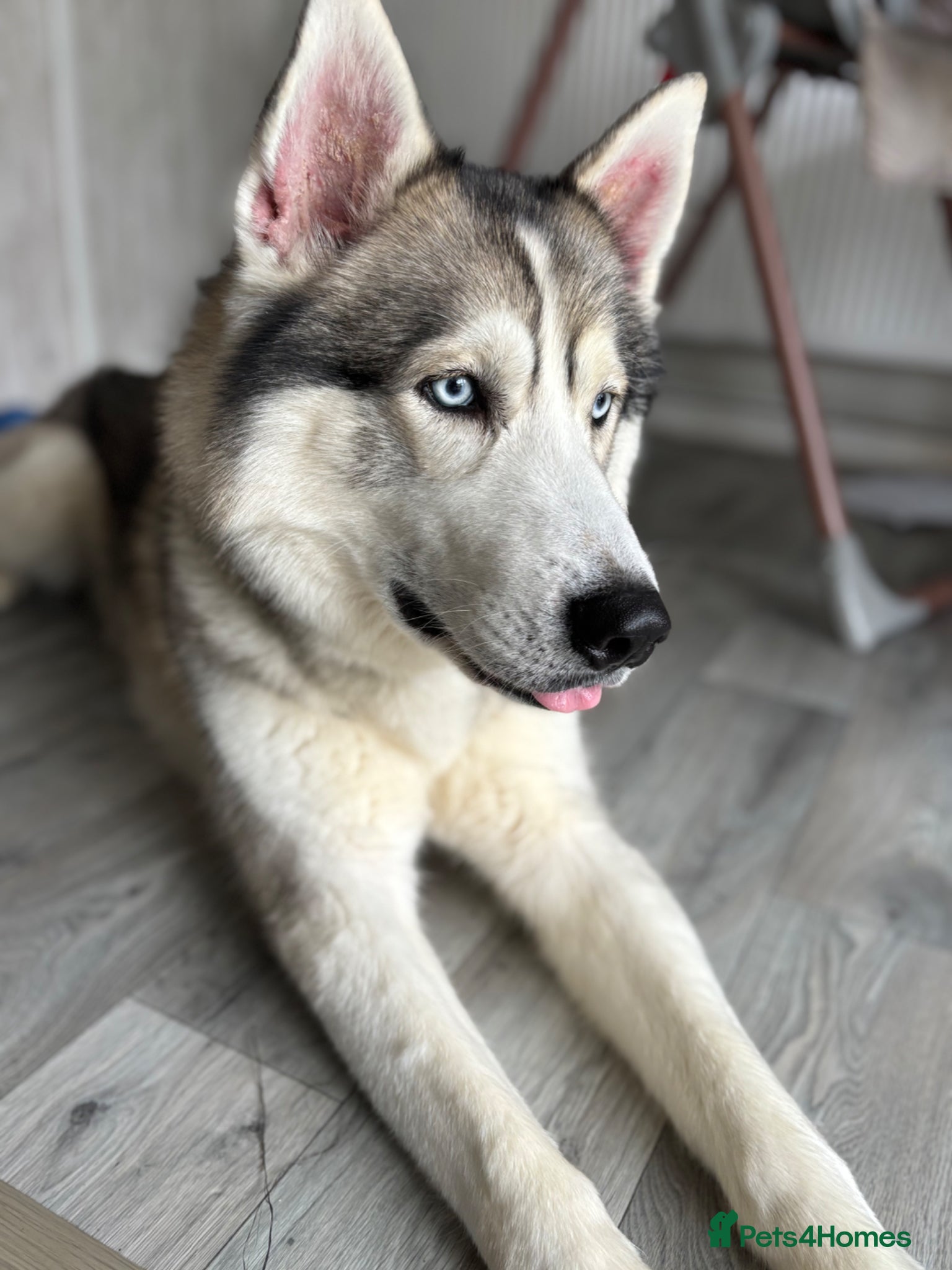 Siberian Husky dogs Siberian husky for rehoming - Advert 4