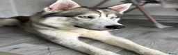 Siberian Husky dogs for sale: Siberian husky for rehoming in Sandy - Advert 1