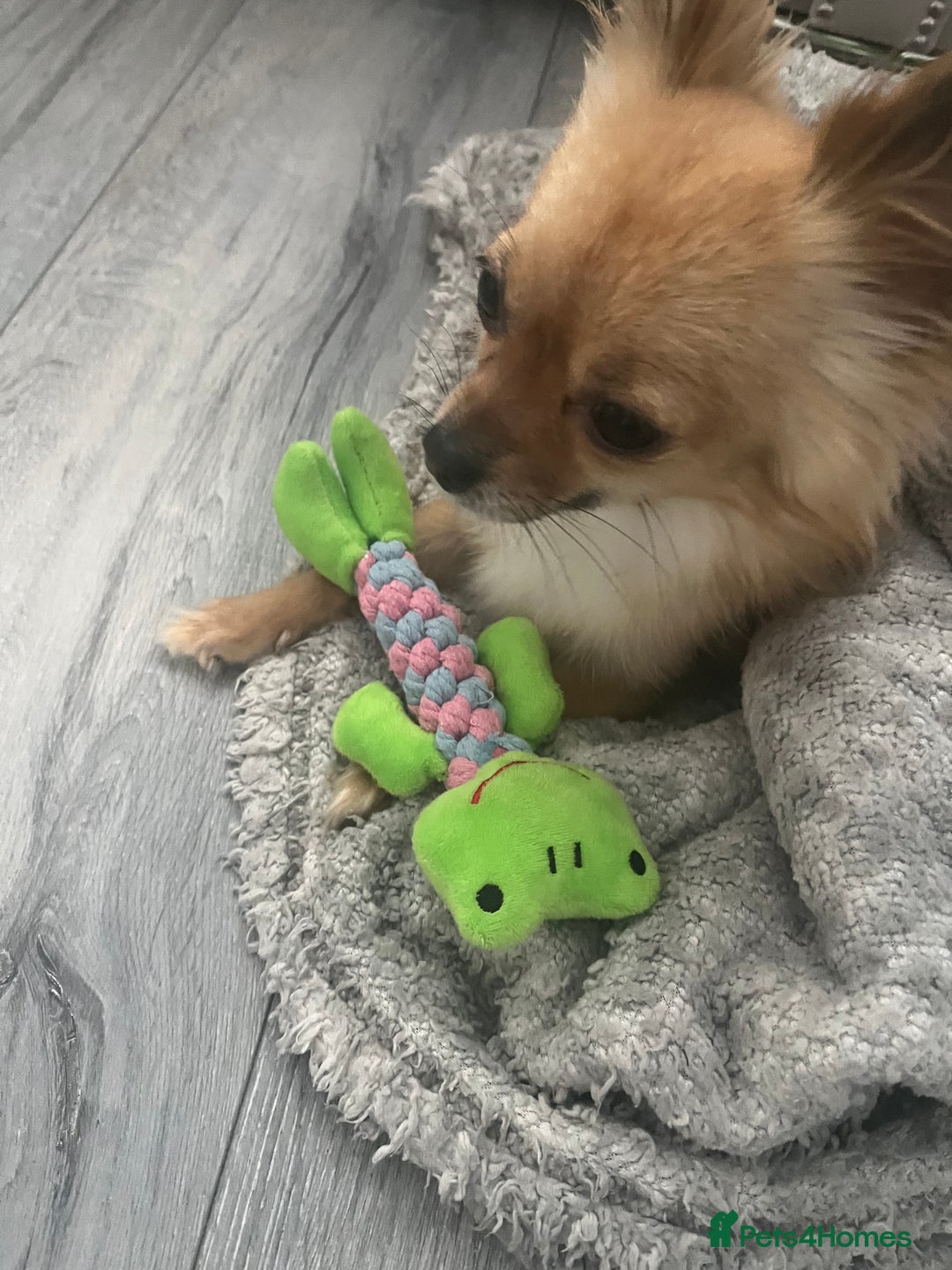 Chihuahua dogs for sale: Long haired chihuahua (tea cup) 4 years old.  - Image 2