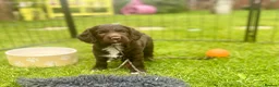 Sprocker dogs for sale: Exceptionally well bred sprocker pups - Advert 3