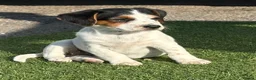 Jack Russell dogs for sale: Traditional short-legged Jack Russell puppies. - Advert 6