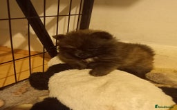 Pomeranian dogs for sale: Looking for forever home  - Image 3