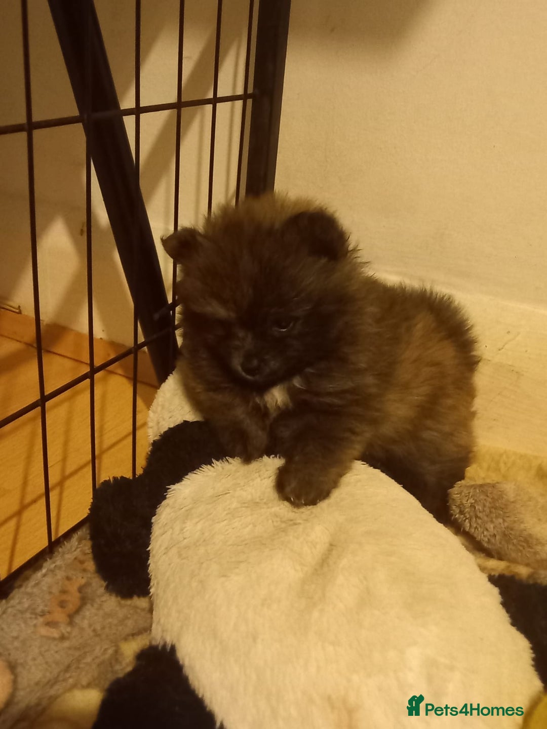 Pomeranian dogs for sale: Looking for forever home  - Image 3
