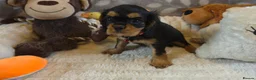 Cavalier King Charles Spaniel dogs for sale: KC and DNA health tested  - Advert 7