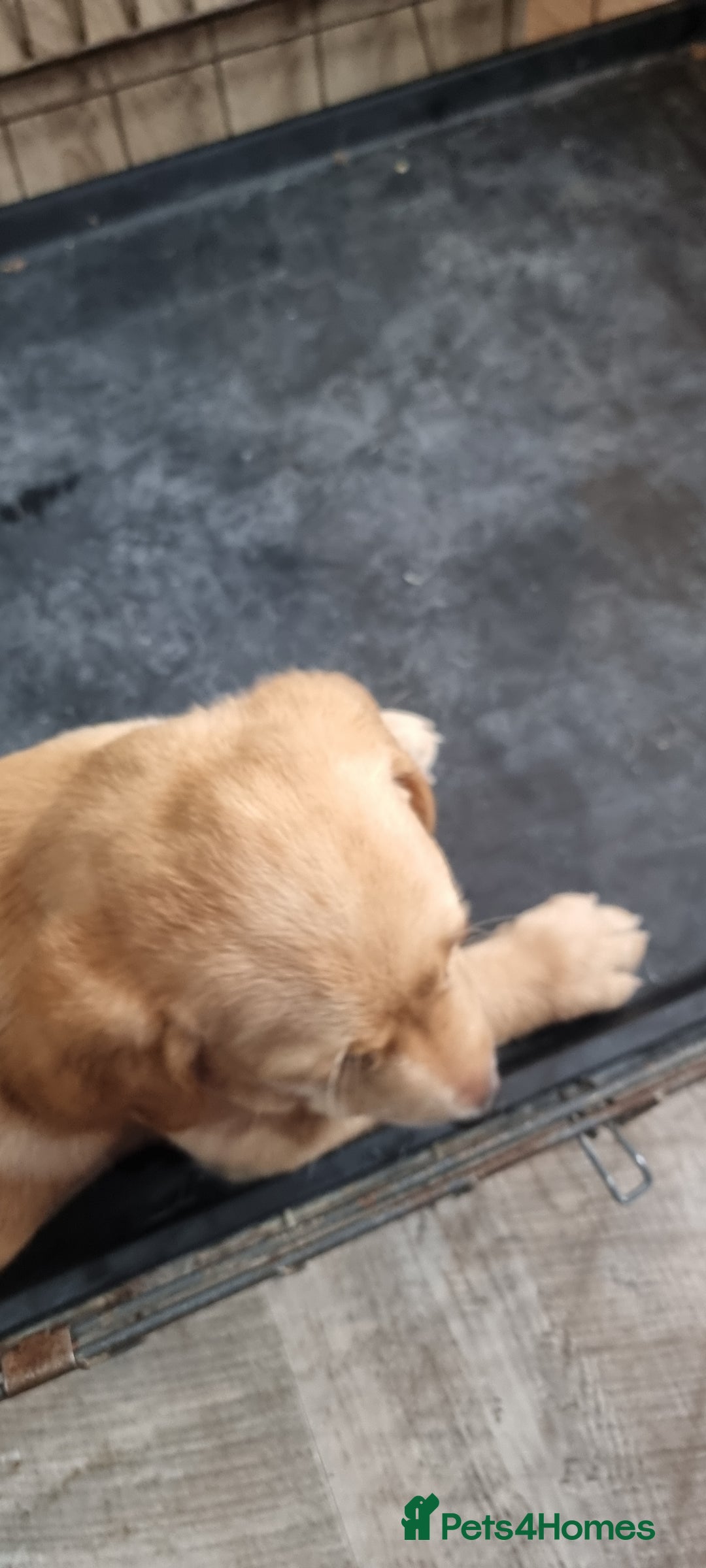 Labrador Retriever dogs for sale: We have two, Labrador pups  - Image 14
