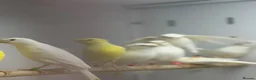 Canaries birds for sale: Rylander canaries - Advert 3