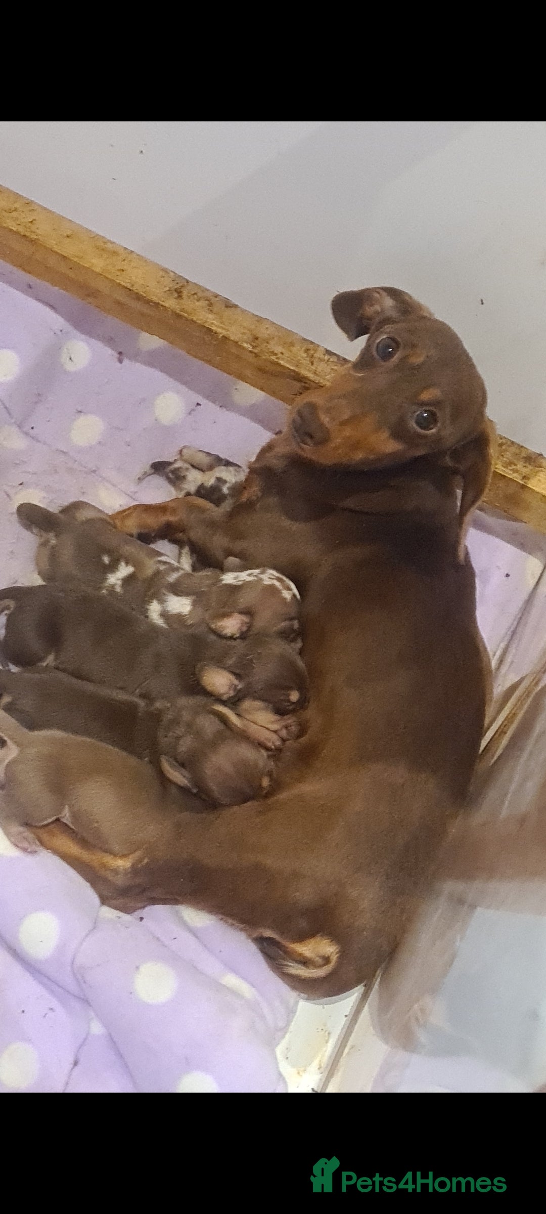 Miniature Dachshund dogs for sale: Smooth haired daxies available 3boys 3 girls - Image 15