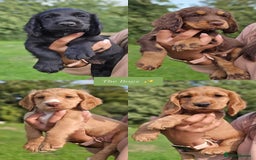 Cocker Spaniel dogs for stud: KC REG, HIP/ELBOW SCORED, EYES & DNA 11.4kg in Orpington - Image 7