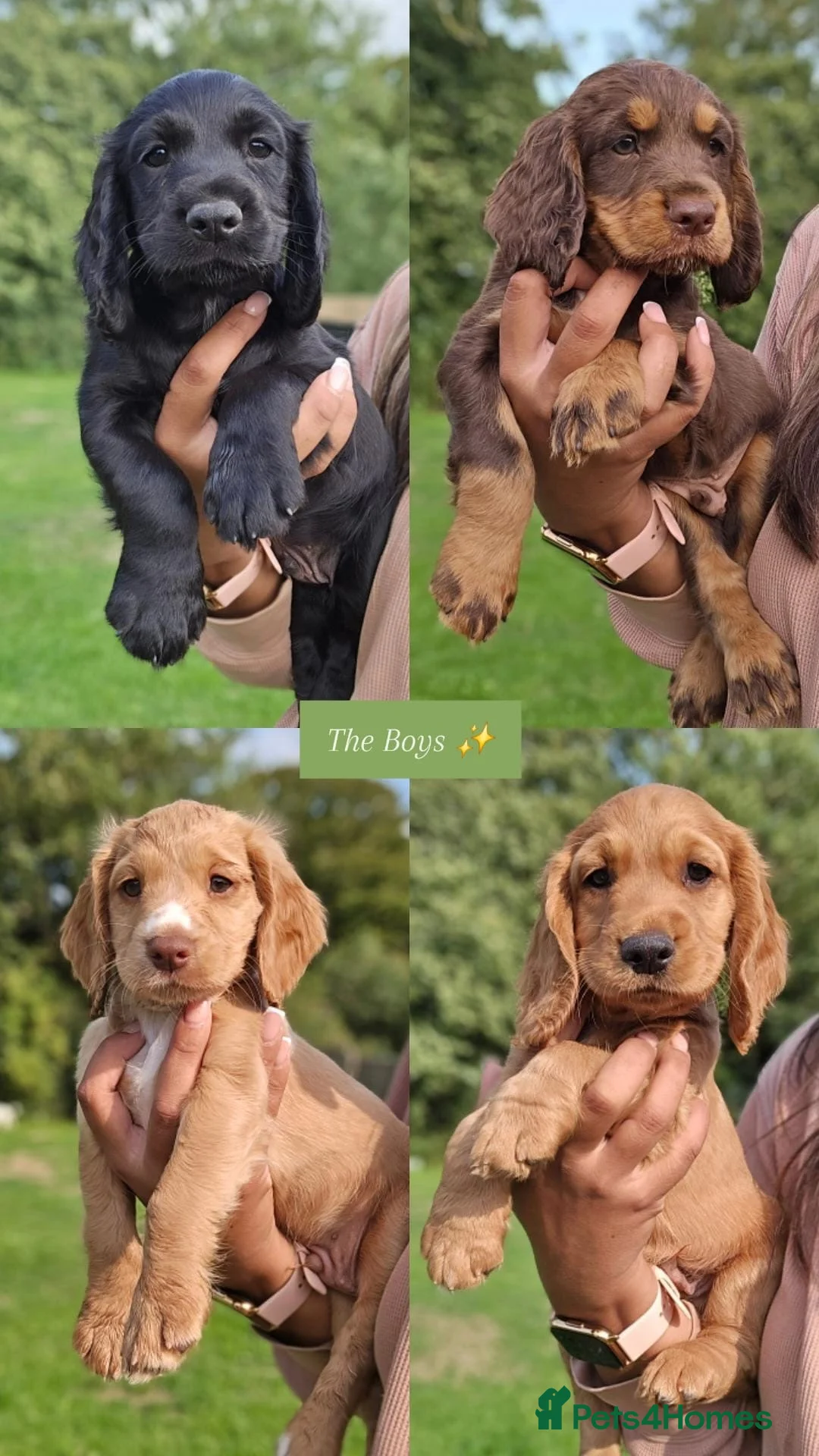 Cocker Spaniel dogs for stud: KC REG, HIP/ELBOW SCORED, EYES & DNA 11.4kg in Orpington - Advert 7