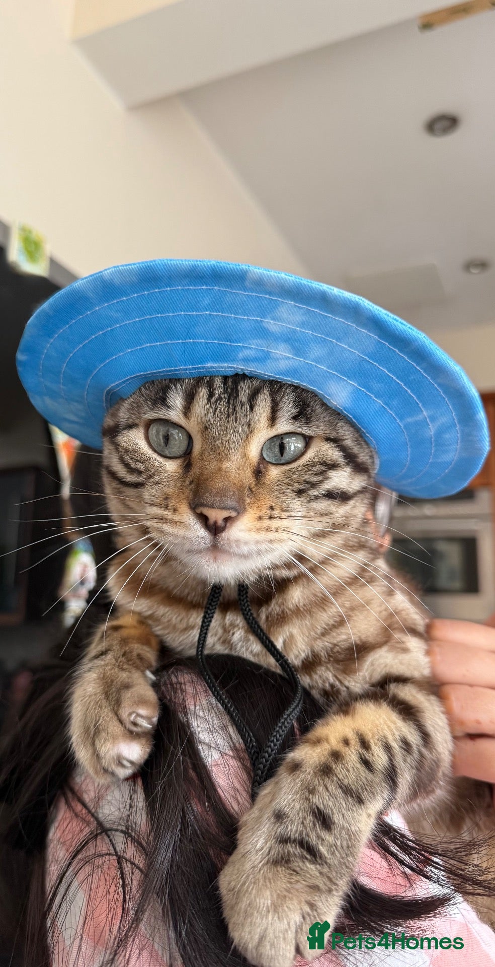 Bengal cats 5 year old Bengal Snow Mink - Advert 1