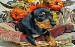 Miniature Dachshund dogs for sale: Beautiful Black & Tan Mini Dachshunds PRA clear - Image 10
