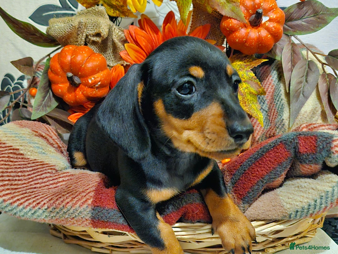 Miniature Dachshund dogs for sale: Beautiful Black & Tan Mini Dachshunds PRA clear - Image 10