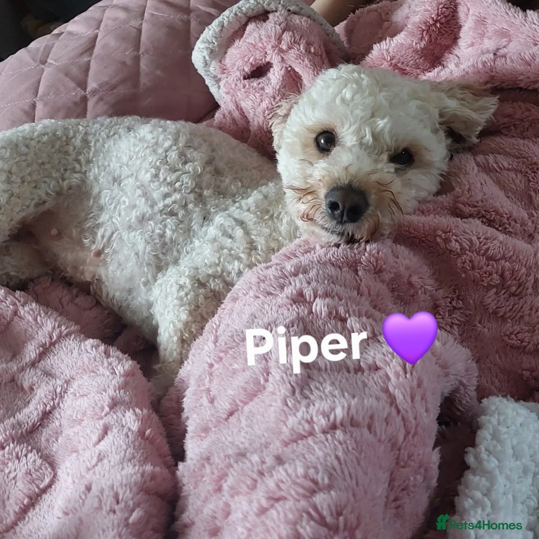 Cavapoochon dogs for sale: F1b Cavapoochon Puppies – 3 Boys Ready to Reserve - Image 13