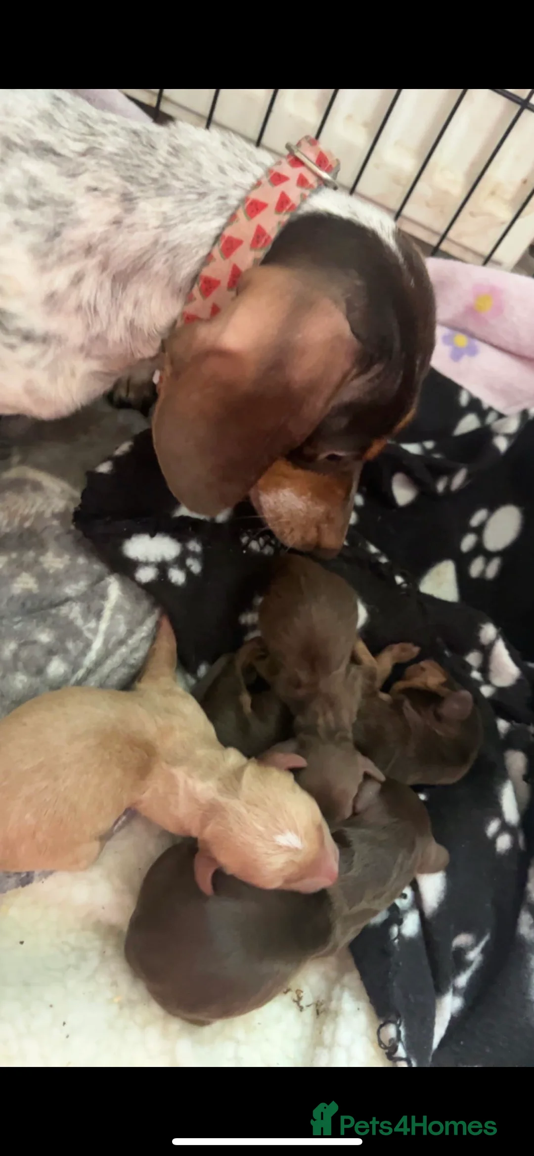 Miniature Dachshund dogs for stud: KC Miniature Dachshund in Liverpool - Advert 5