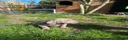 Labrador Retriever dogs for sale: 5 generations pedigree silver Labrador puppies  - Advert 16