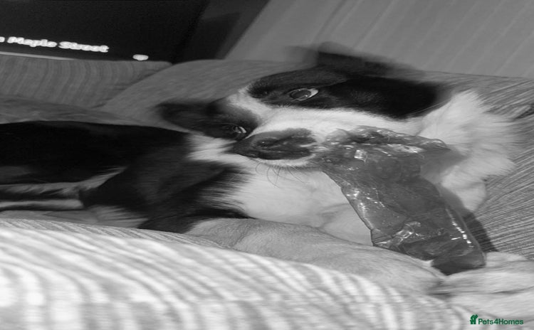 Border Collie dogs - Advert 1