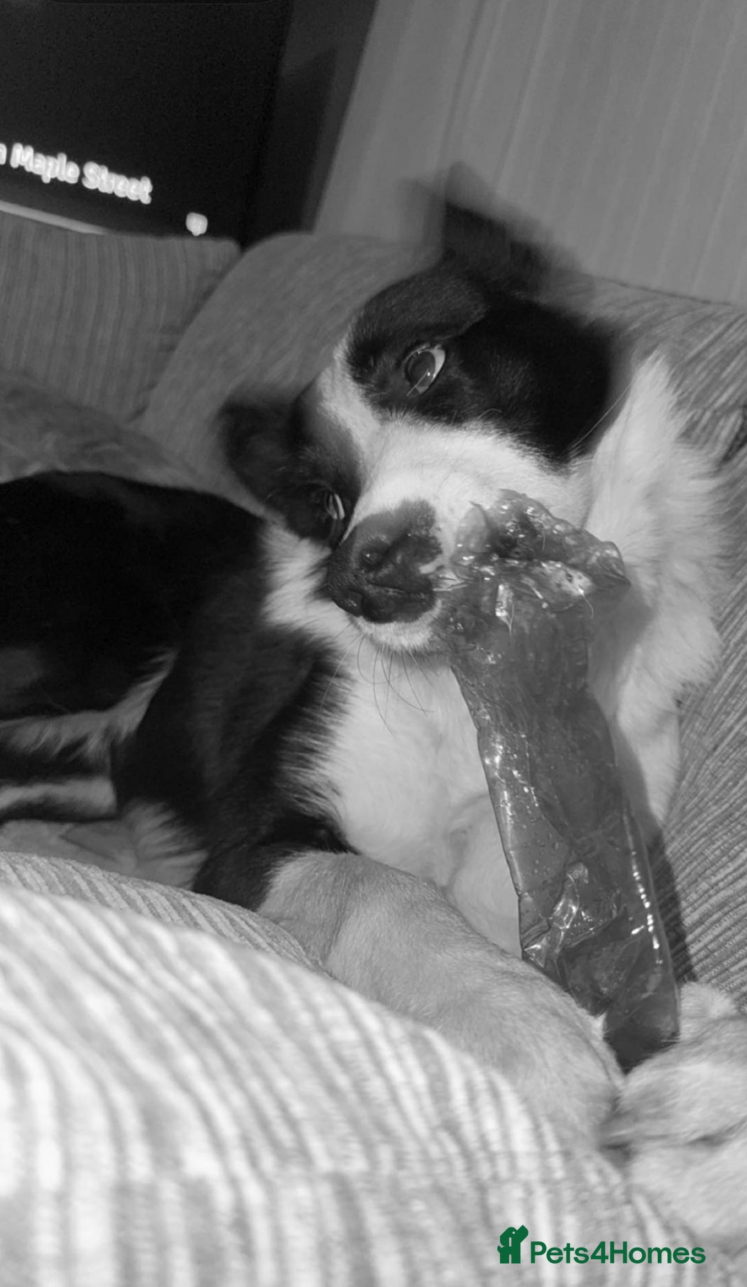 Border Collie dogs for sale: 1 year old border collie(boy) - Image 1