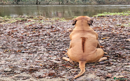 Rhodesian Ridgeback dogs for stud: Rhodesian Ridgeback Stud – Proven & Healthy in Paignton - Image 4