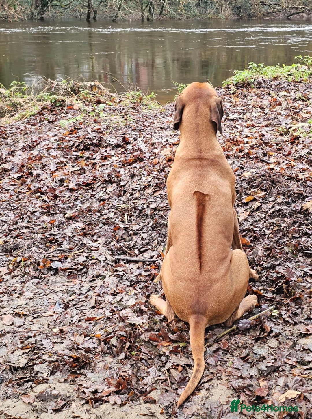 Rhodesian Ridgeback dogs for stud: Rhodesian Ridgeback Stud – Proven & Healthy in Paignton - Image 4