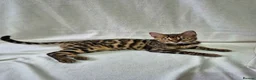 Bengal cats for sale: Purebred SUPER CUDDLY Bengal kittens! ONE LEFT!  - Advert 4