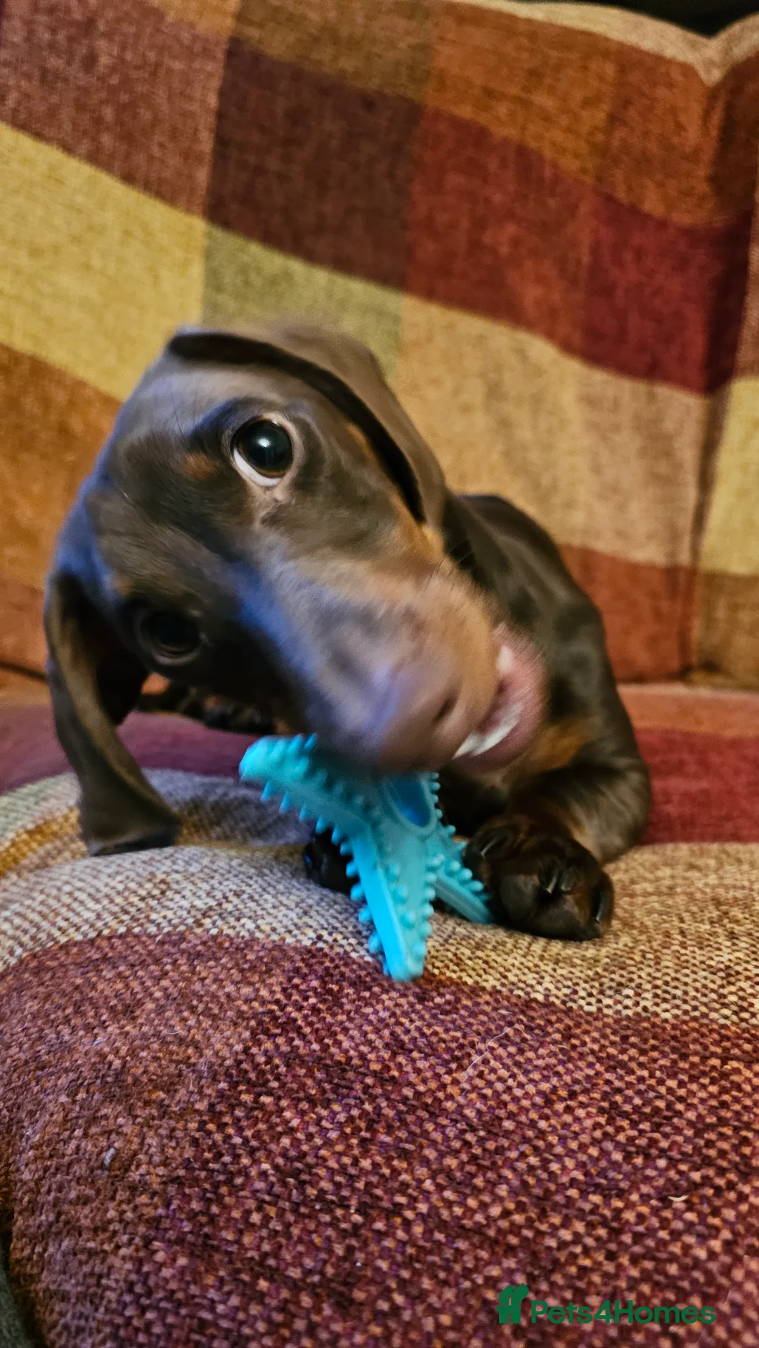 Miniature Dachshund dogs for sale: 9 month old miniature dachshund male in Malvern - Advert 2