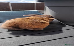 Mixed Breed rabbits for sale: Milo  - Image 4