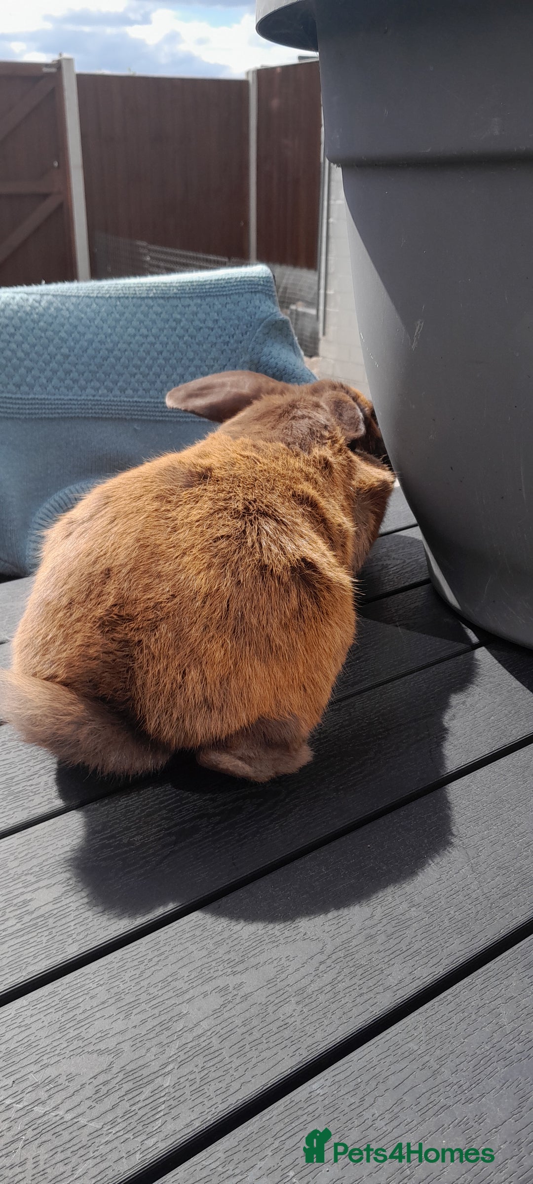 Mixed Breed rabbits for sale: Milo  - Image 4
