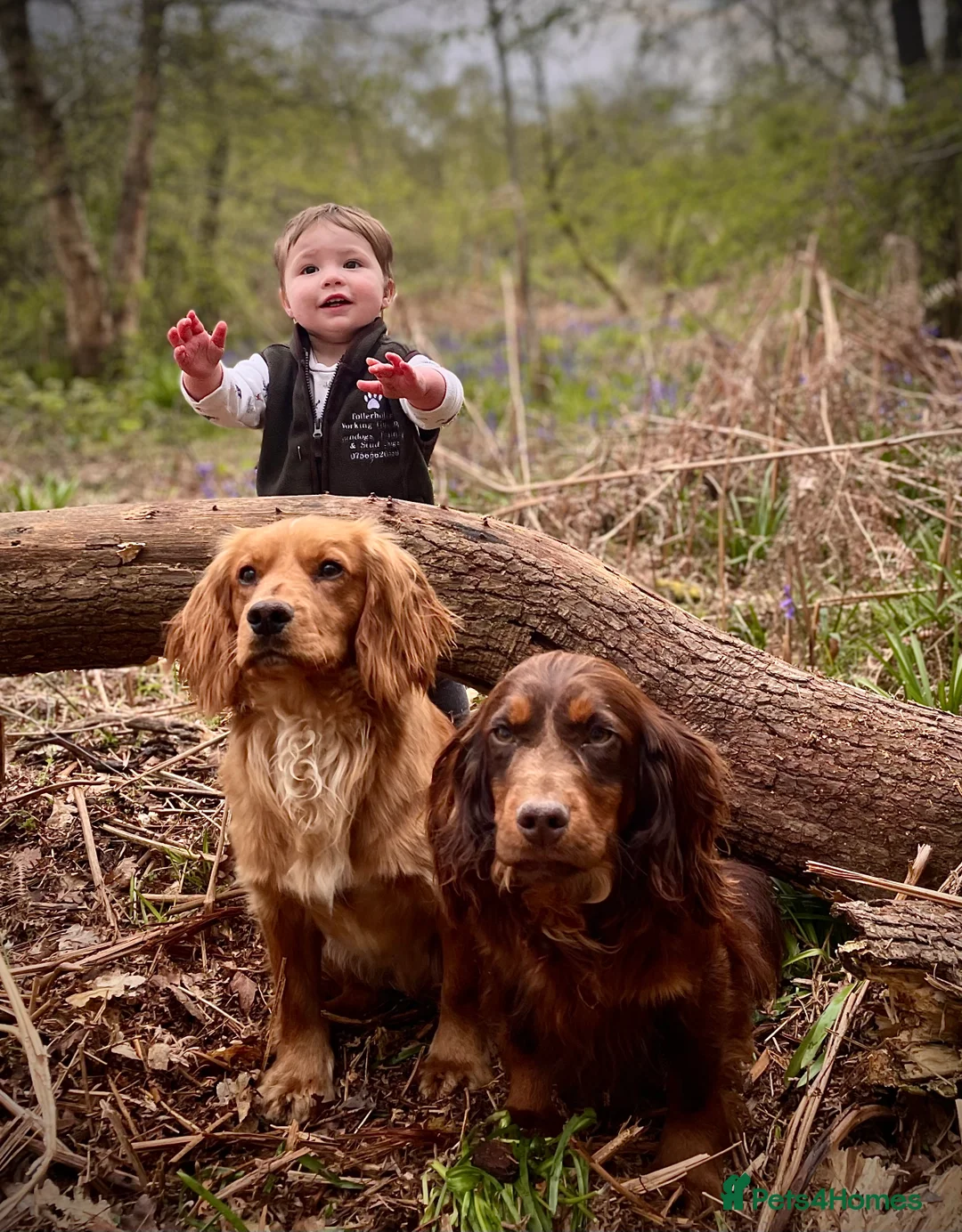 Cocker Spaniel dogs for stud: Small, Compact Health Tested Working Cocker at Stu in Harrogate - Advert 15