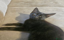 British Shorthair cats for sale: 3 black cats - Image 6