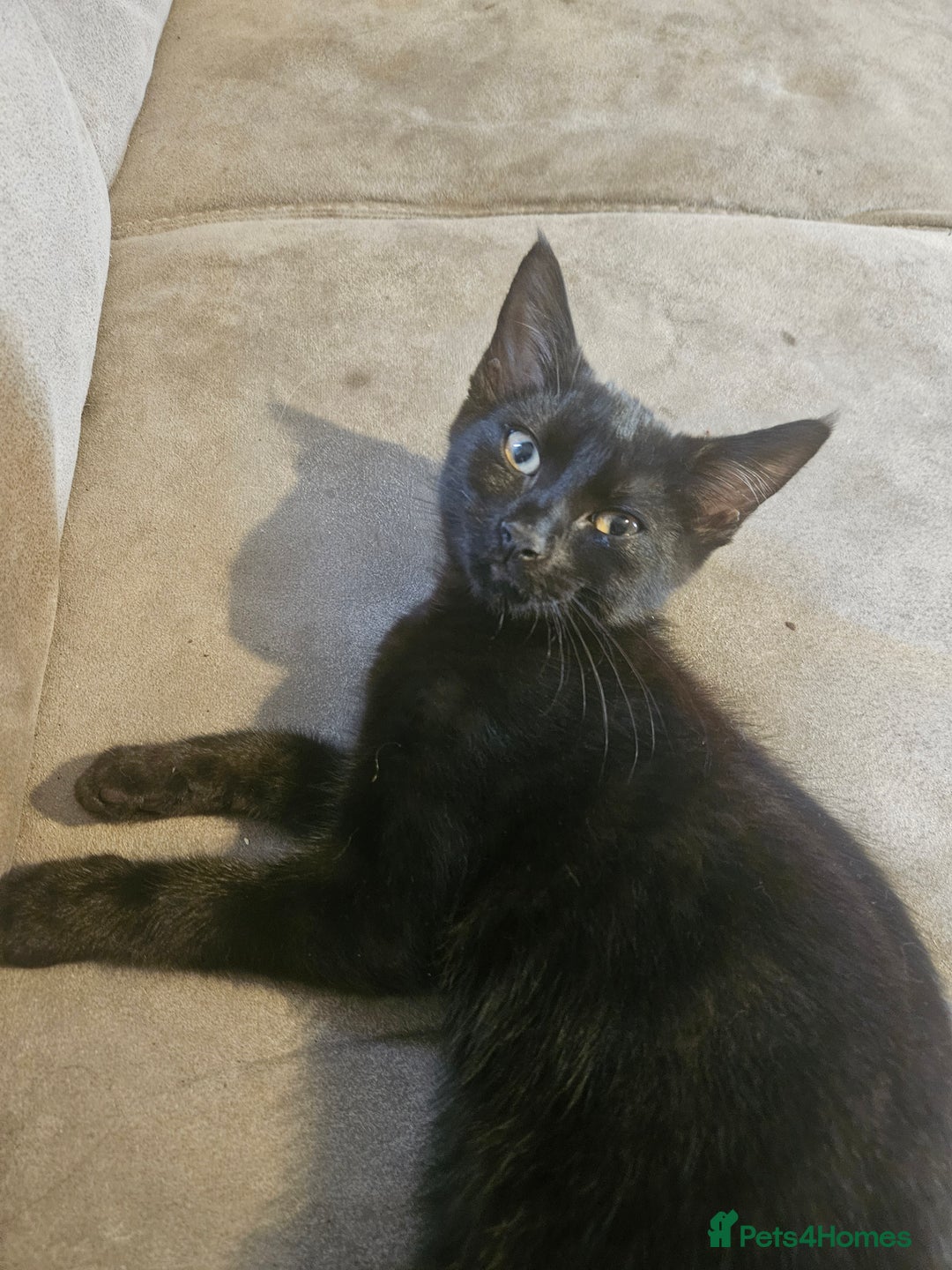 British Shorthair cats for sale: 3 black cats - Image 6