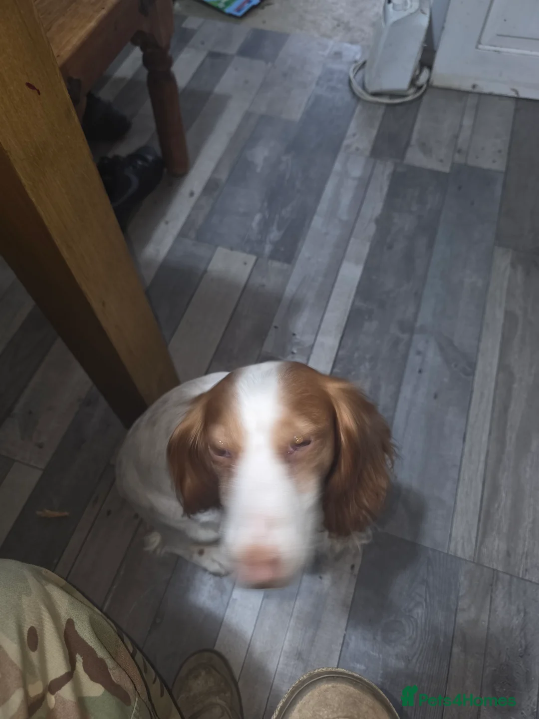 Cocker Spaniel dogs for sale: Cocker spaniel boy availble - Advert 1